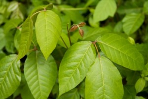 Poison Ivy & Oak Identification