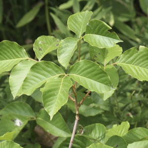 Poison Ivy